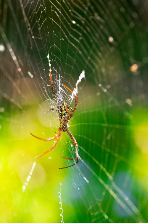 Free Macro shot of a spider on a sunlit web, showcasing its intricate details and vibrant colors. Stock Photo