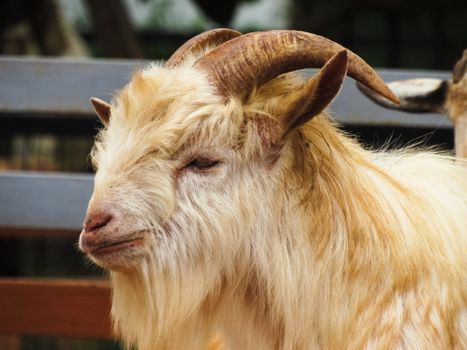 A detailed close-up of a Changthangi goat with horns at Yercaud, Tamil Nadu, India.