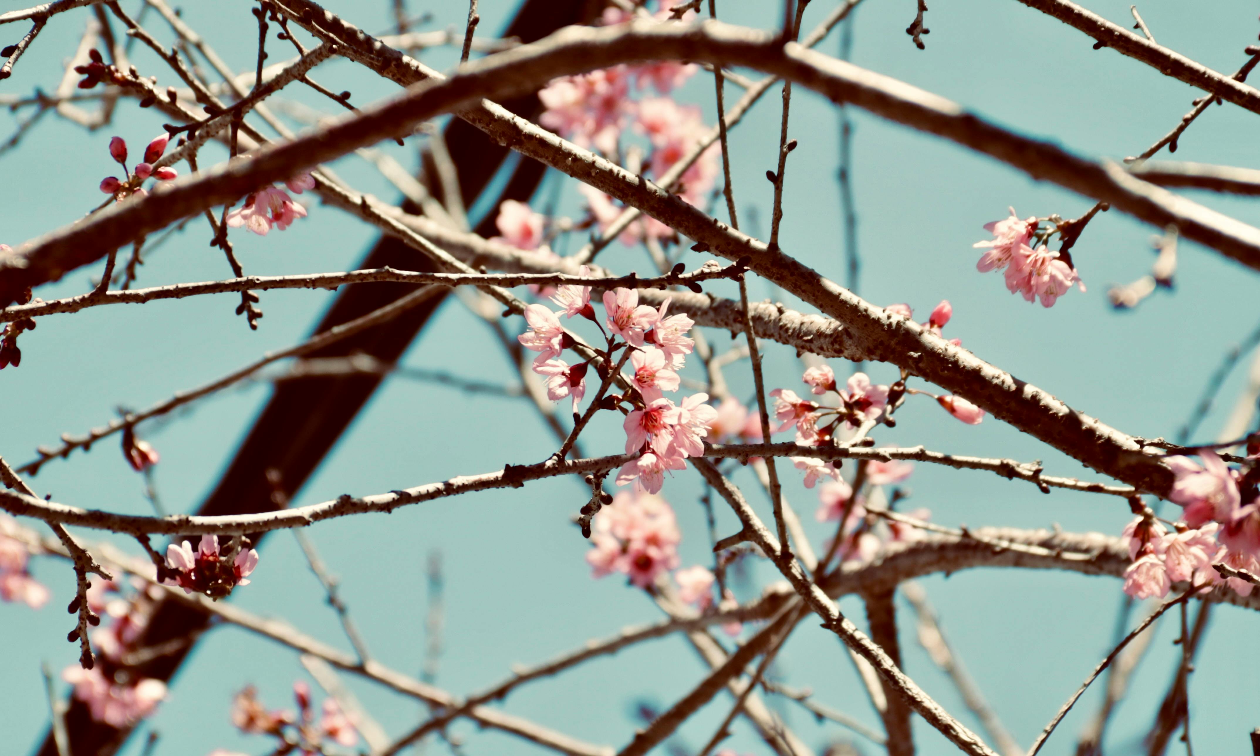 cherry blossoms in da l t against blue sky