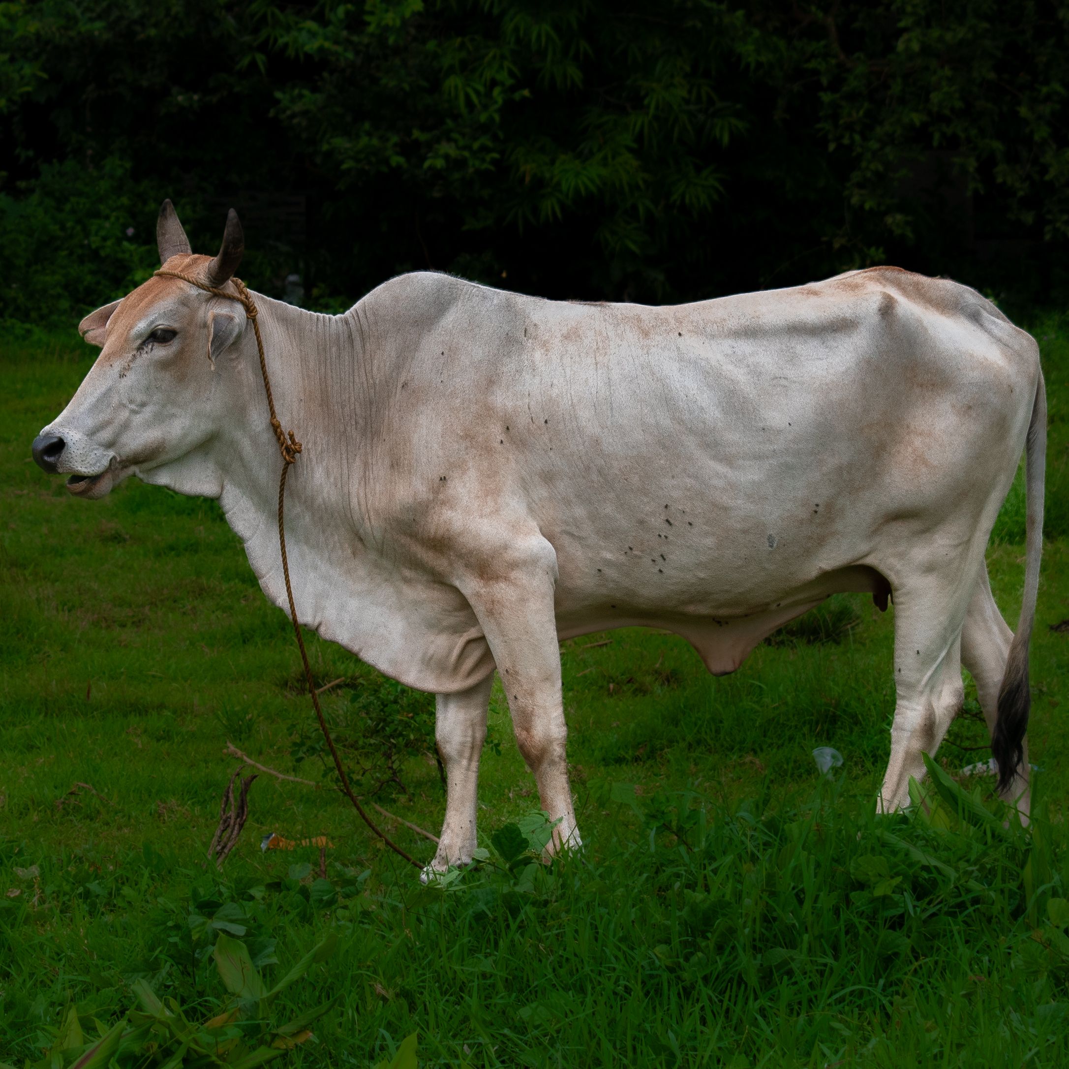 A white cow with long horns standing in lush green grass, showcasing rural life.