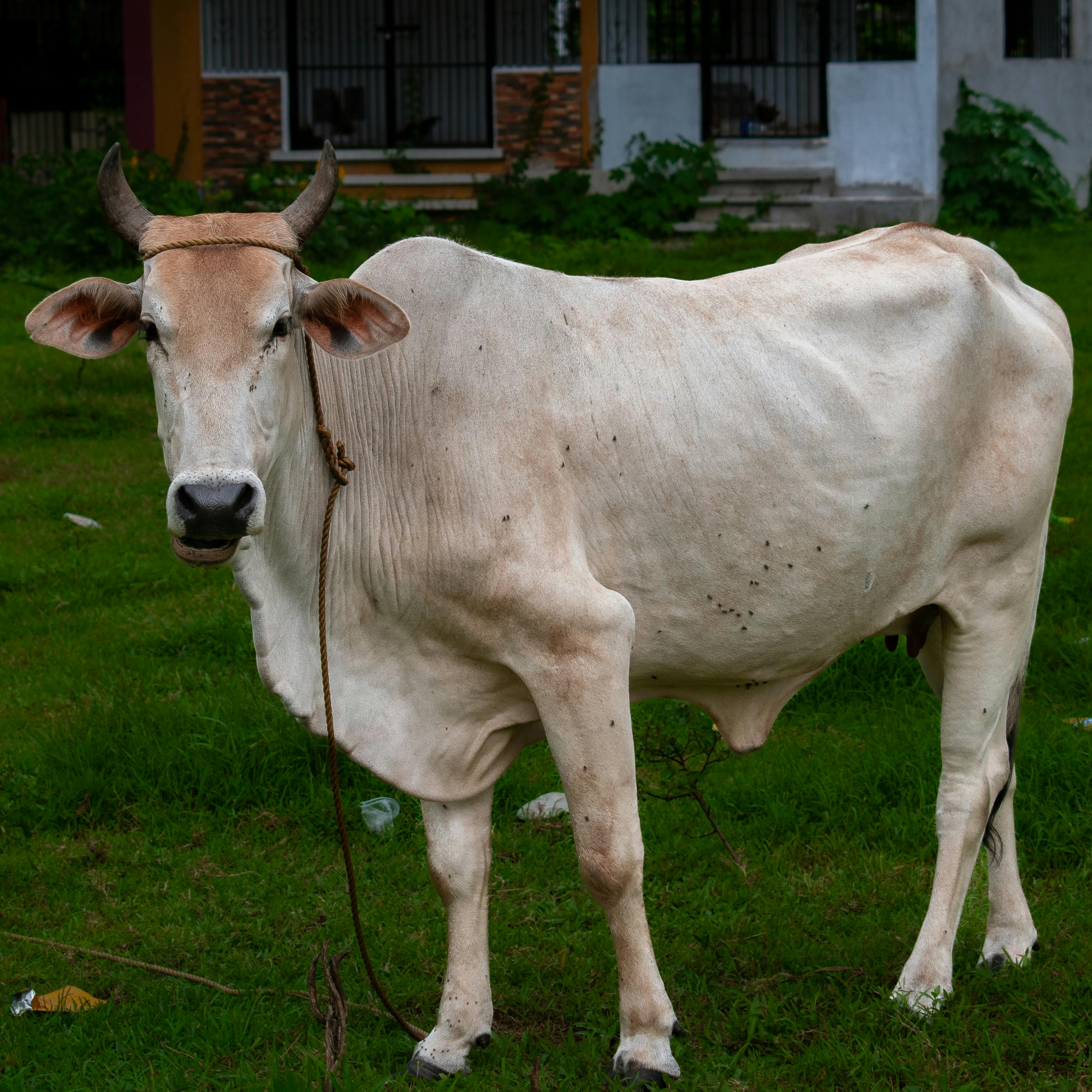 Gratuit Une vache blanche avec des cornes se dresse dans un champ vert, illustrant la vie rurale. Photos