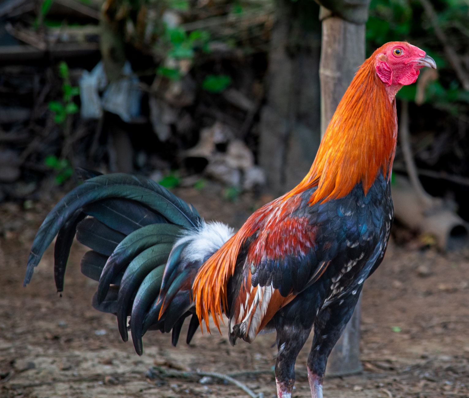 สนามไก่ชนไทยช่วงเช้า ผู้ฝึกตรวจอุปกรณ์และเอกสารกติกาข้างสังเวียนอย่างตั้งใจ