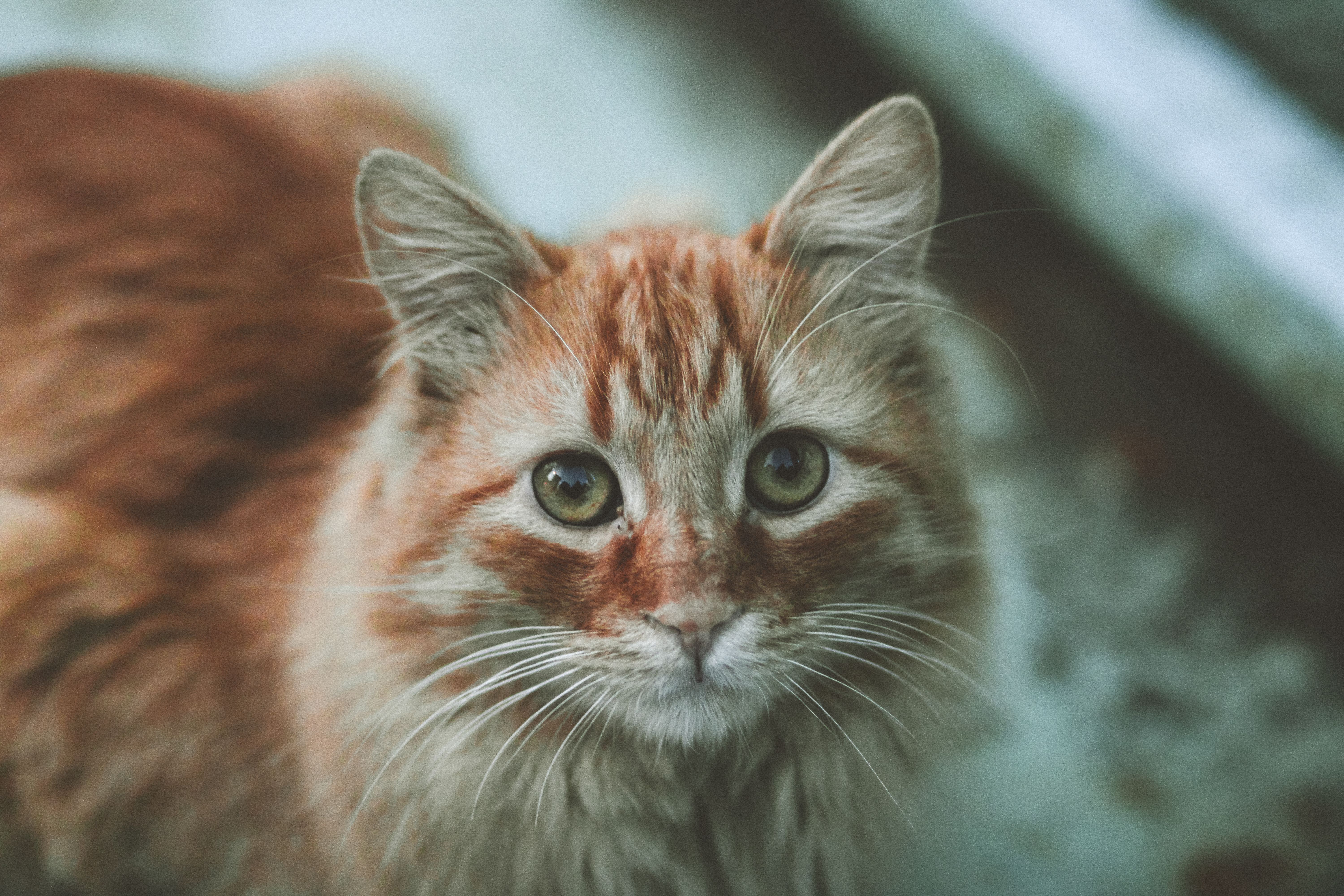 Portrait of a cat at a veterinary clinic