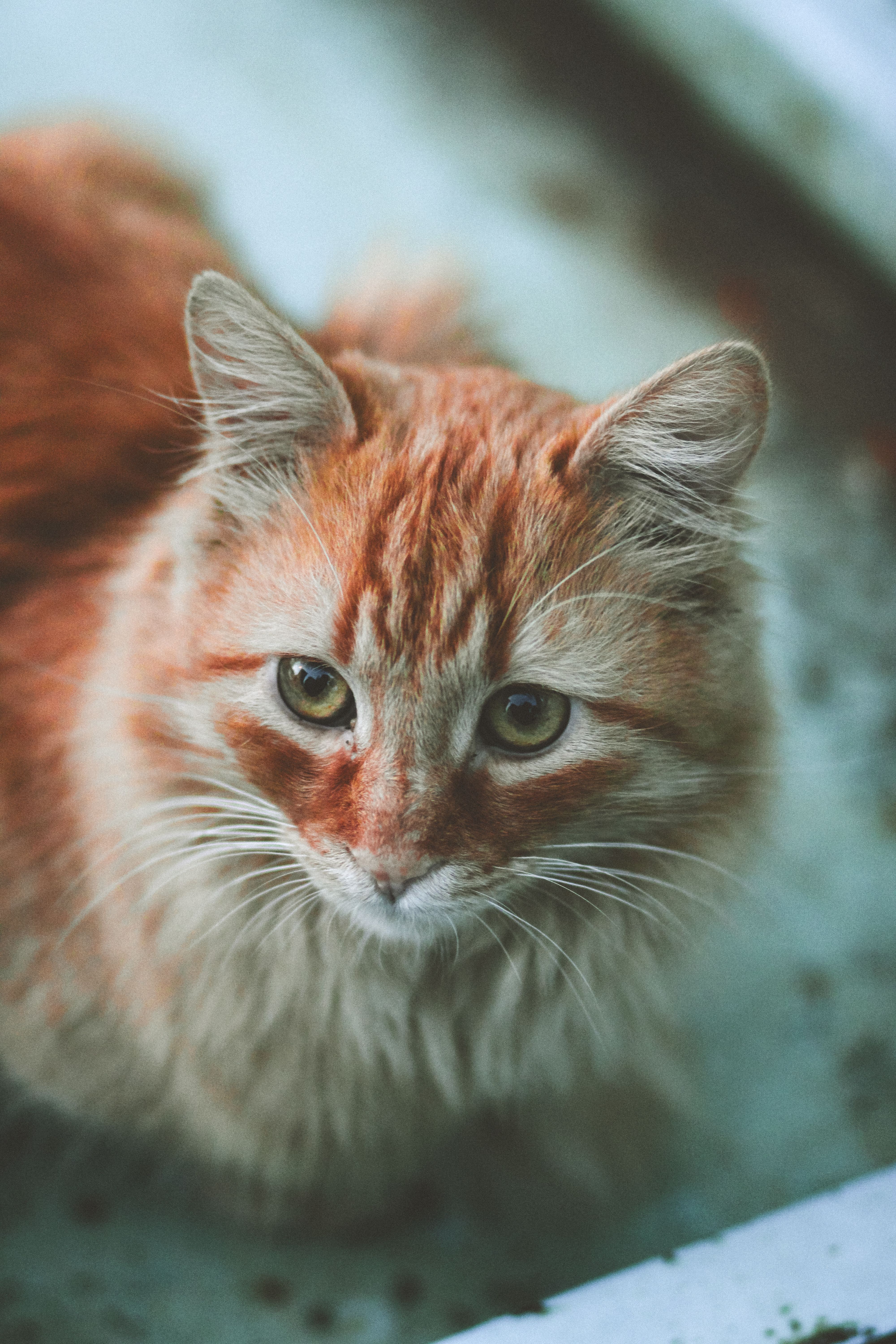 Close-up Portrait of a Fluffy Orange Cat · Free Stock Photo