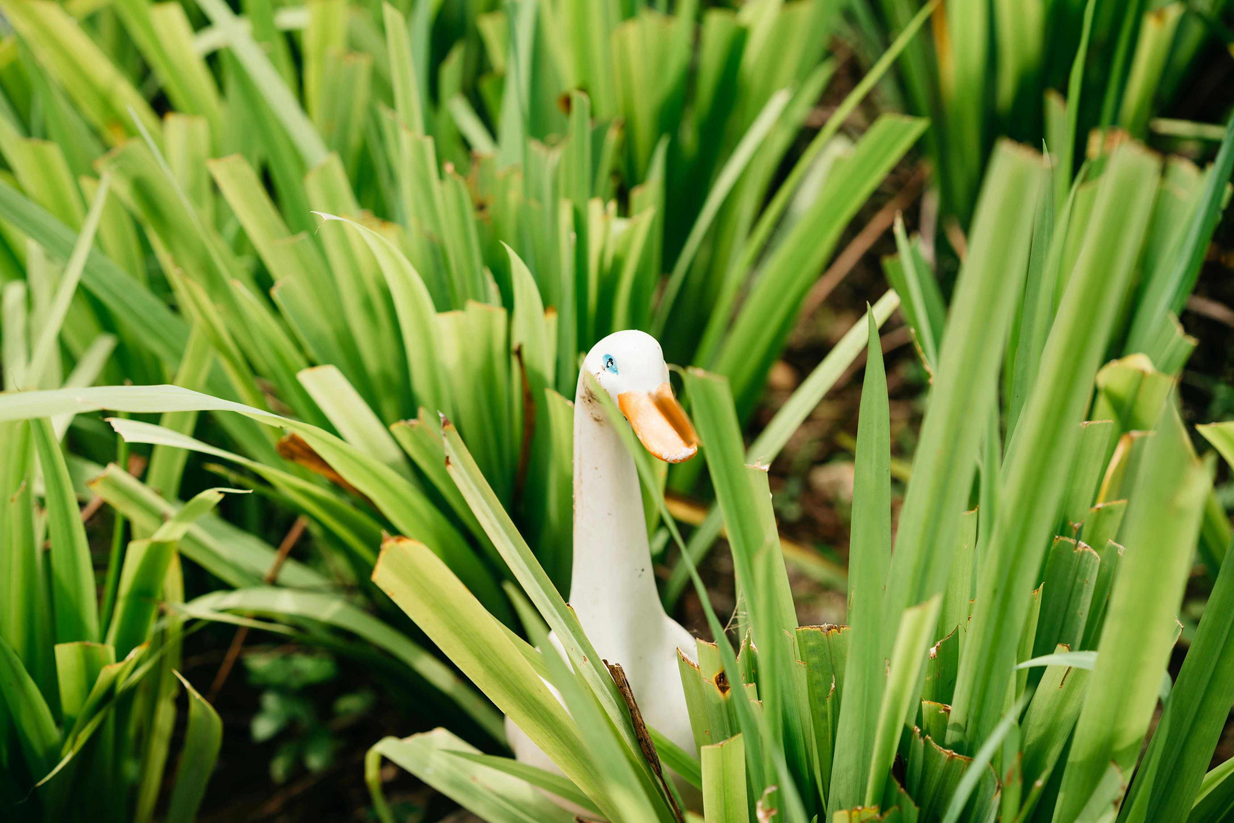 Lawn With Outdoor Decor And Plants