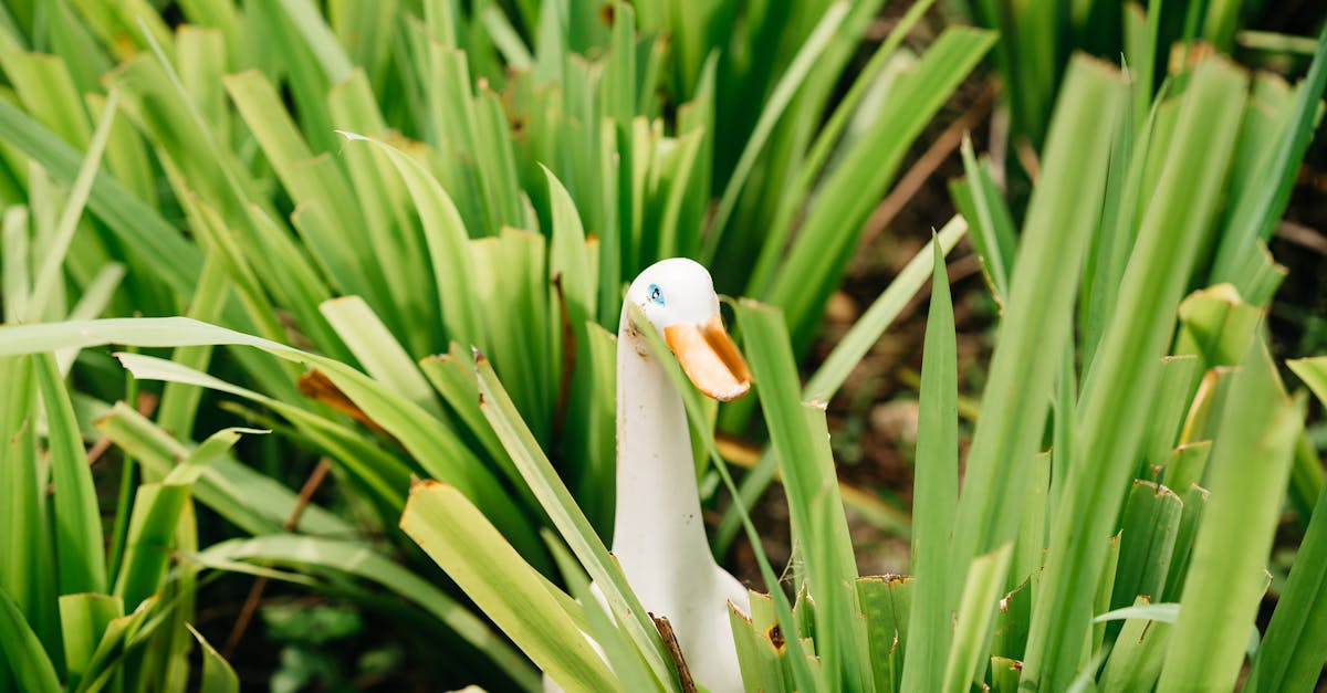 Lawn With Outdoor Decor And Plants