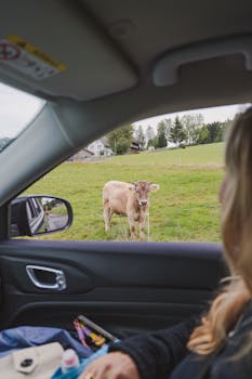 A woman in a parked car looks out at a cow in a vibrant green field.