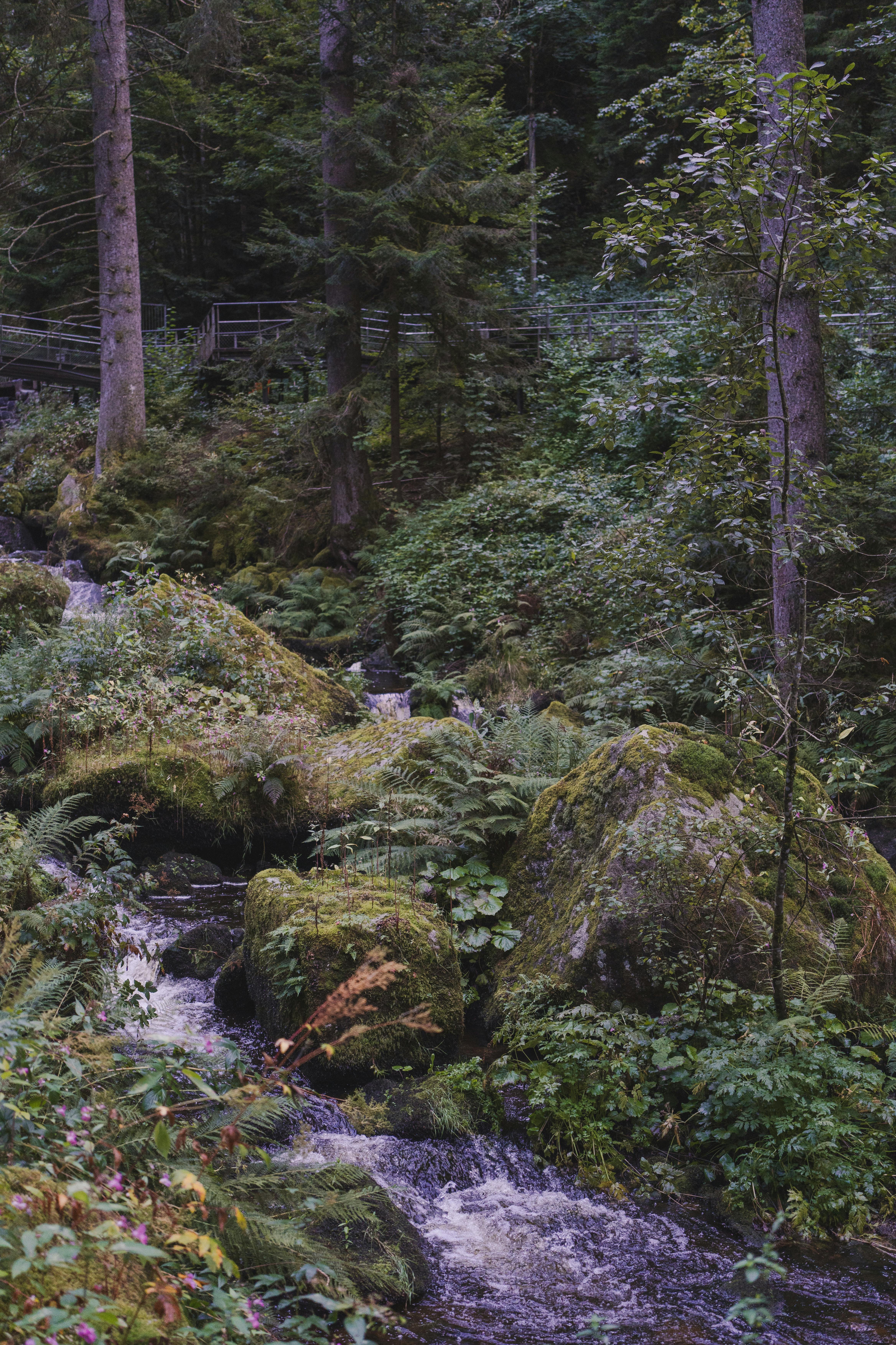 serene forest stream in baden wurtemberg