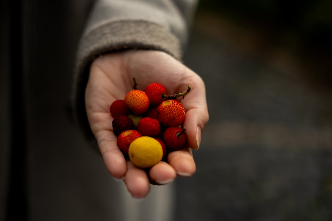 Hand Holding Colorful Wild Berries Close-Up · Free Stock Photo