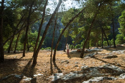 Free A peaceful figure strolls through a sunlit forest glade, enveloped by tall pine trees. Stock Photo