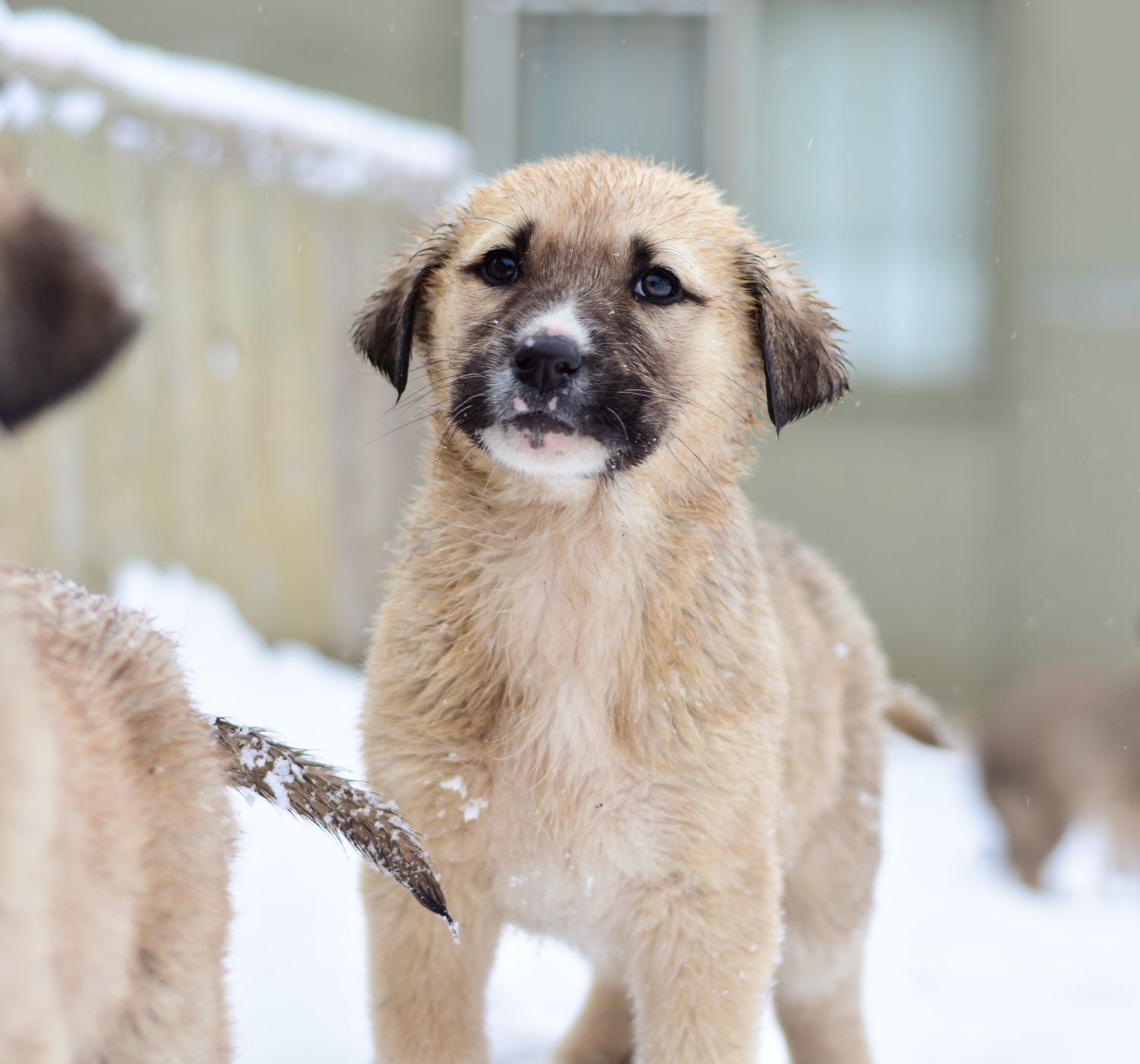 Cute puppies enjoying a snowy day, showcasing innocence and companionship.