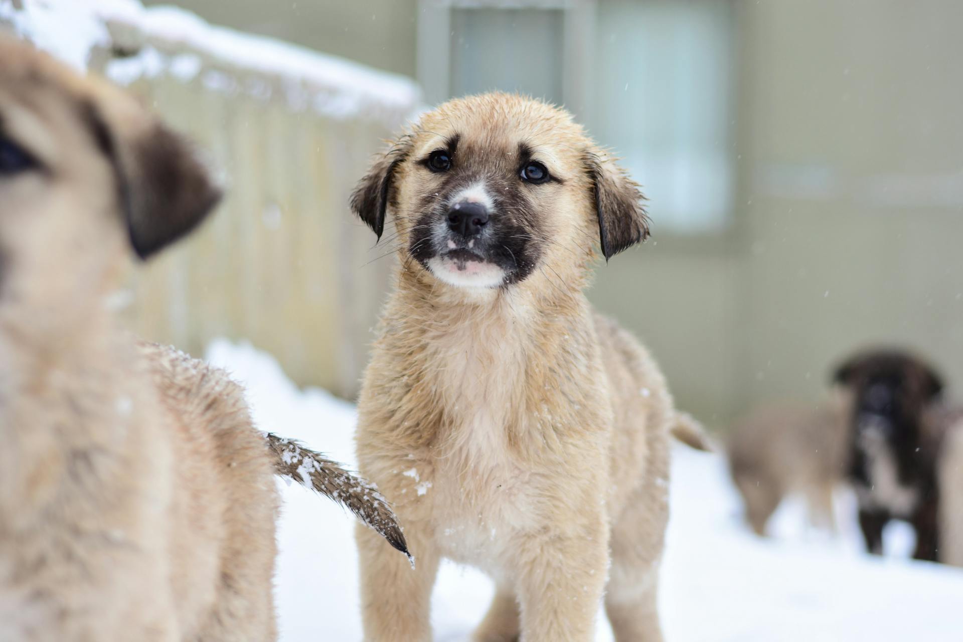 Cute puppies enjoying a snowy day, showcasing innocence and companionship.