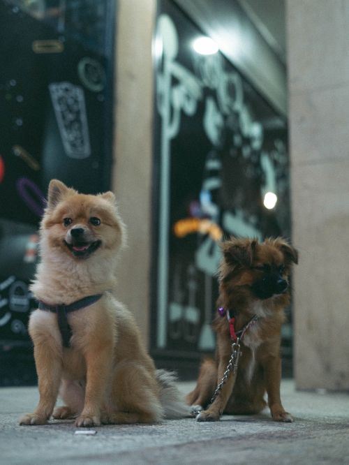 Free Cute small dogs sitting on a city sidewalk at night with a colorful shop backdrop. Stock Photo