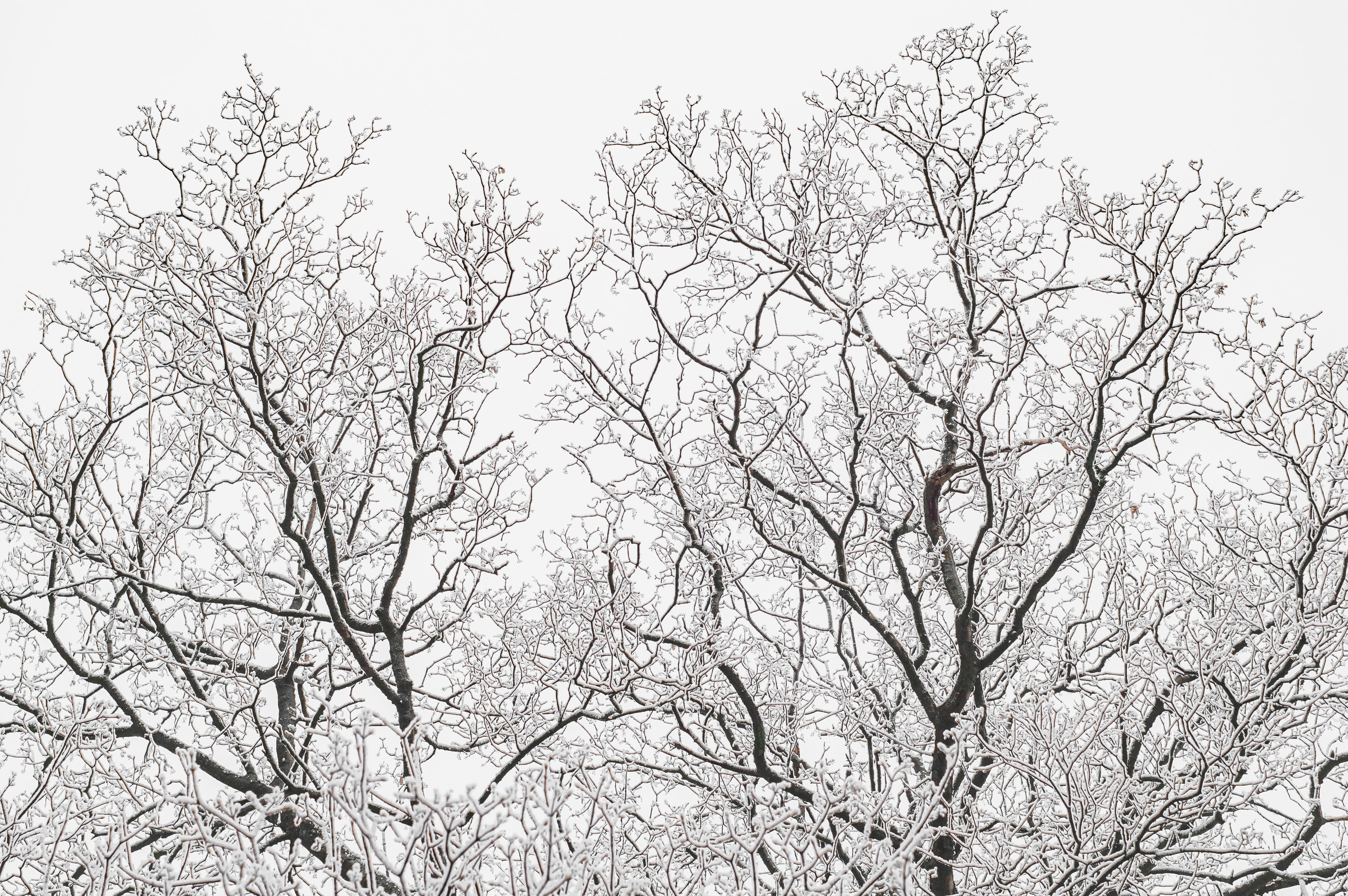bare trees covered in winter snow — best time to trim oak trees in Surrey BC during dormancy