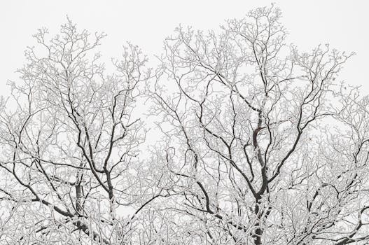 Snow-covered bare trees creating intricate patterns against the sky.
