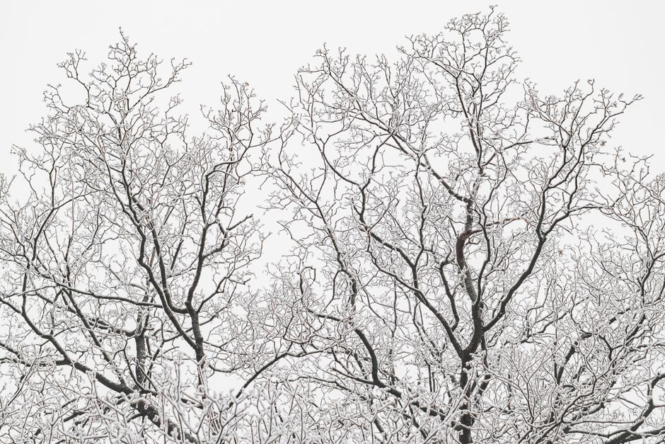 bare trees covered in winter snow — best time to trim oak trees in Surrey BC during dormancy
