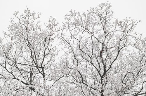 Free Snow-covered bare trees creating intricate patterns against the sky. Stock Photo
