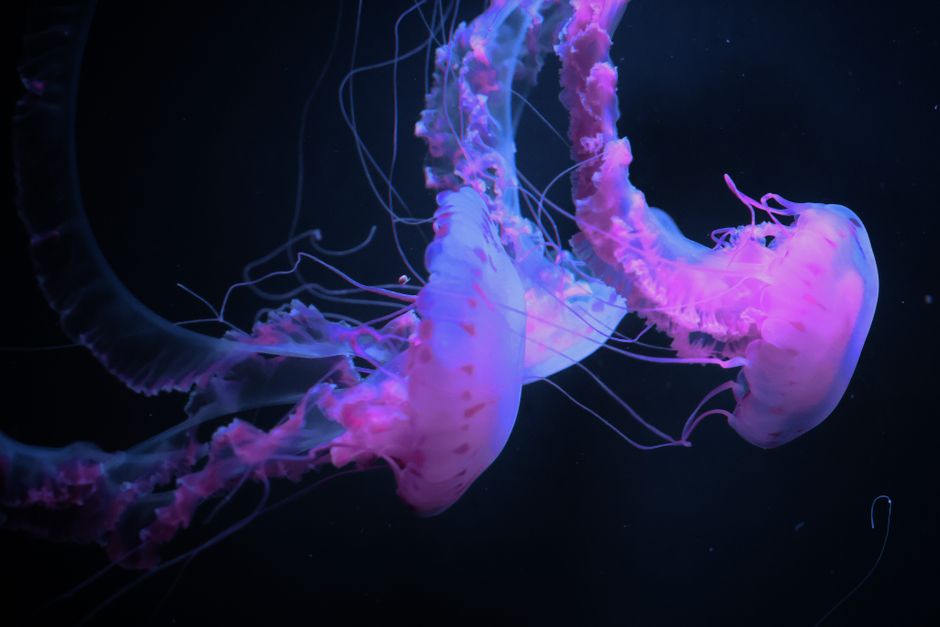 MBARI Discovers Gigantic, Intricate Bioluminescent Siphonophores in Deep Ocean