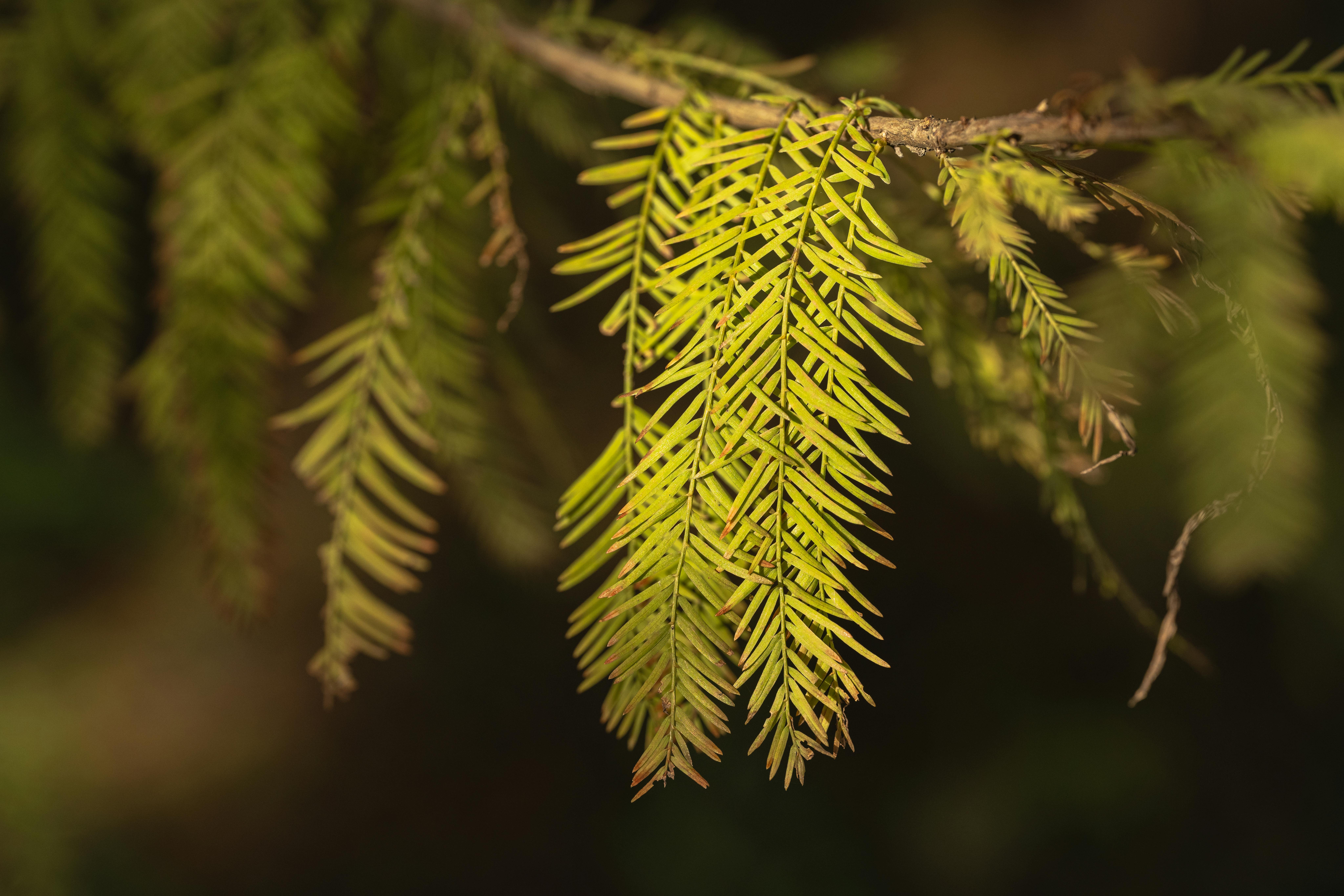 Serene Retreats: Discover Hidden Escapes Perfect for Inner Peace and Rejuvenation