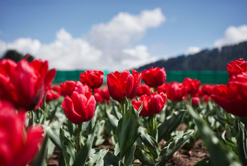 A beautiful field of red tulips in bloom under a clear sky, showcasing spring's vibrant colors.