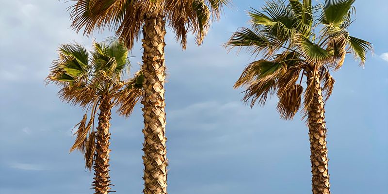 Palmeras en una playa de la Riviera albanesa