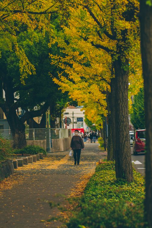 Free Serene city sidewalk lined with vibrant yellow ginkgo trees in autumn. Stock Photo