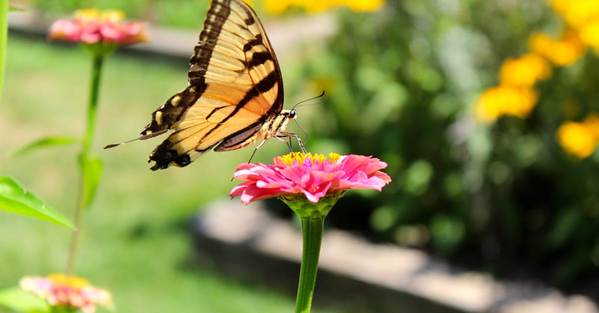 Free stock photo of butterfly, butterfly on a flower, flower
