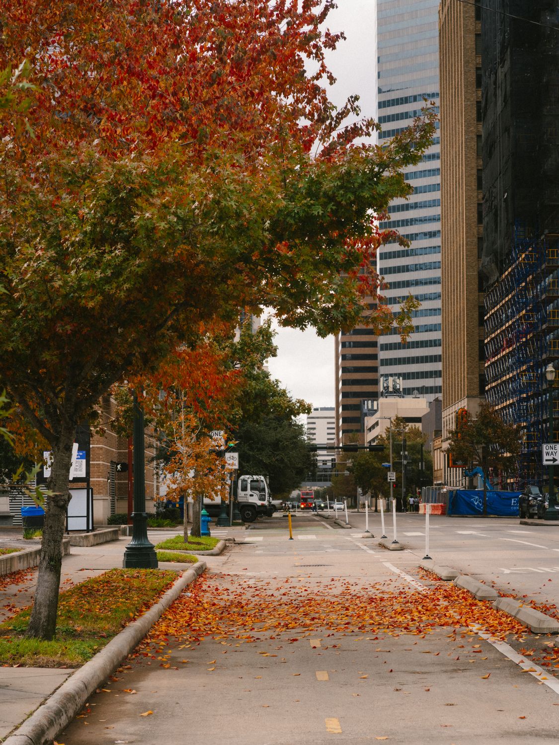 Houston Fall Tree Autumn Street View in Houston, Texas · Free Stock Photo