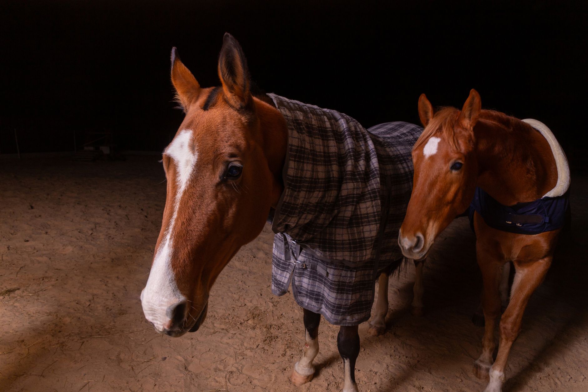 A horse undergoing diagnostic blood testing at a veterinary clinic