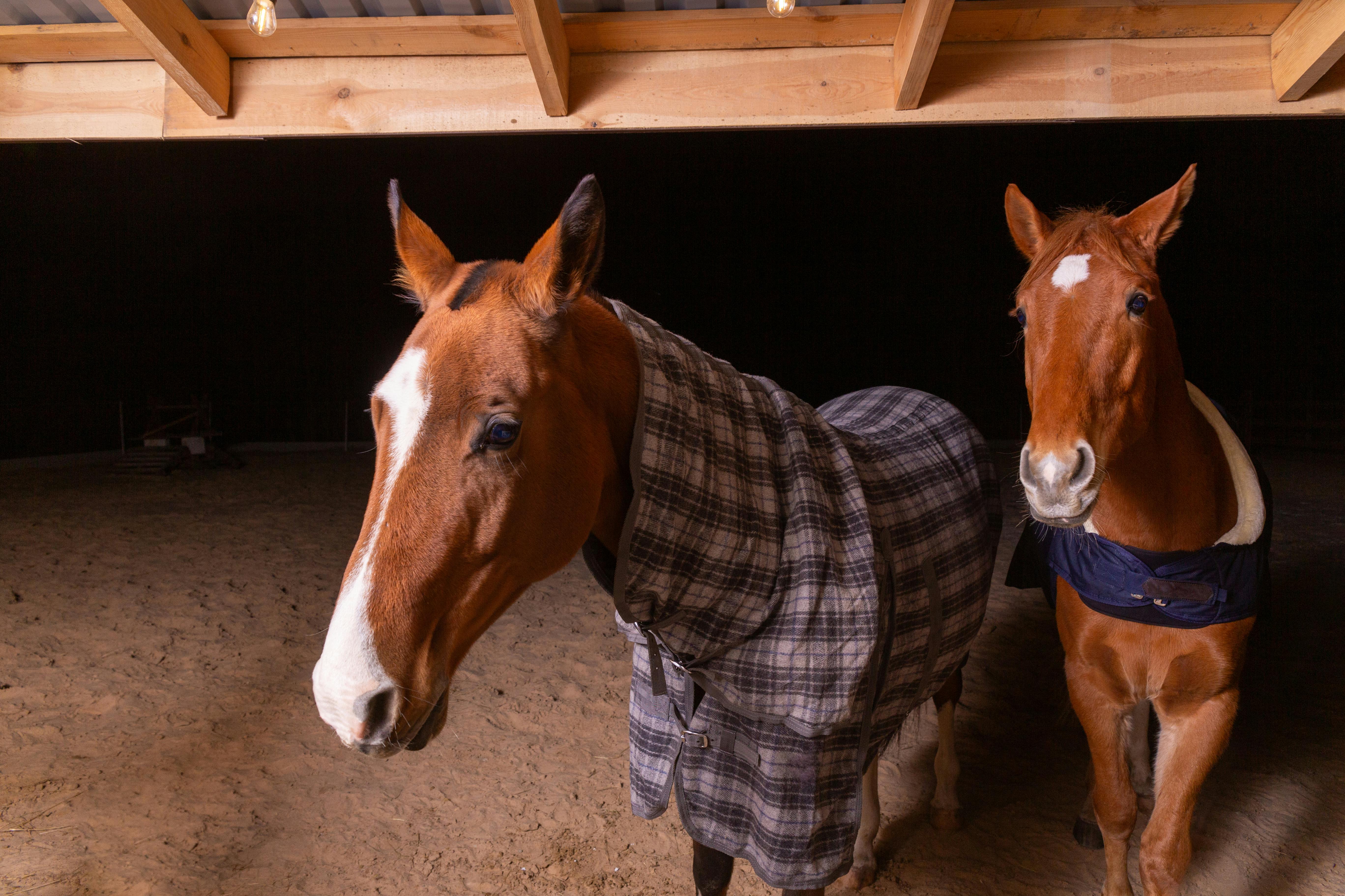 Two horses in a stable wearing blankets, captured indoors at night.