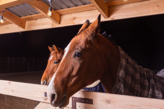 Two brown horses in a stable during nighttime, showcasing rustic wooden beams and soft lighting.