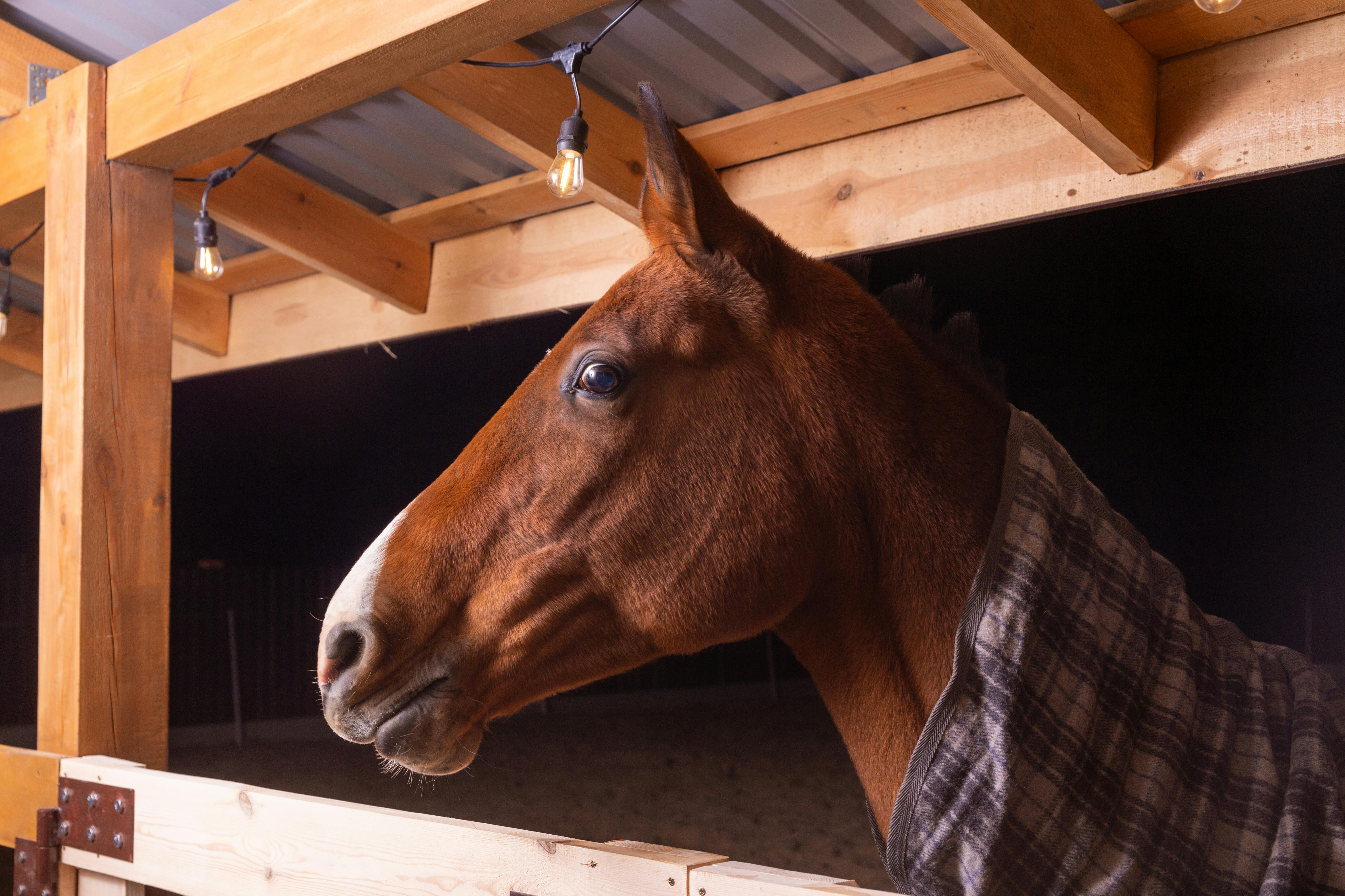 Close-up of a brown horse in a stable at night, featuring warm lighting.