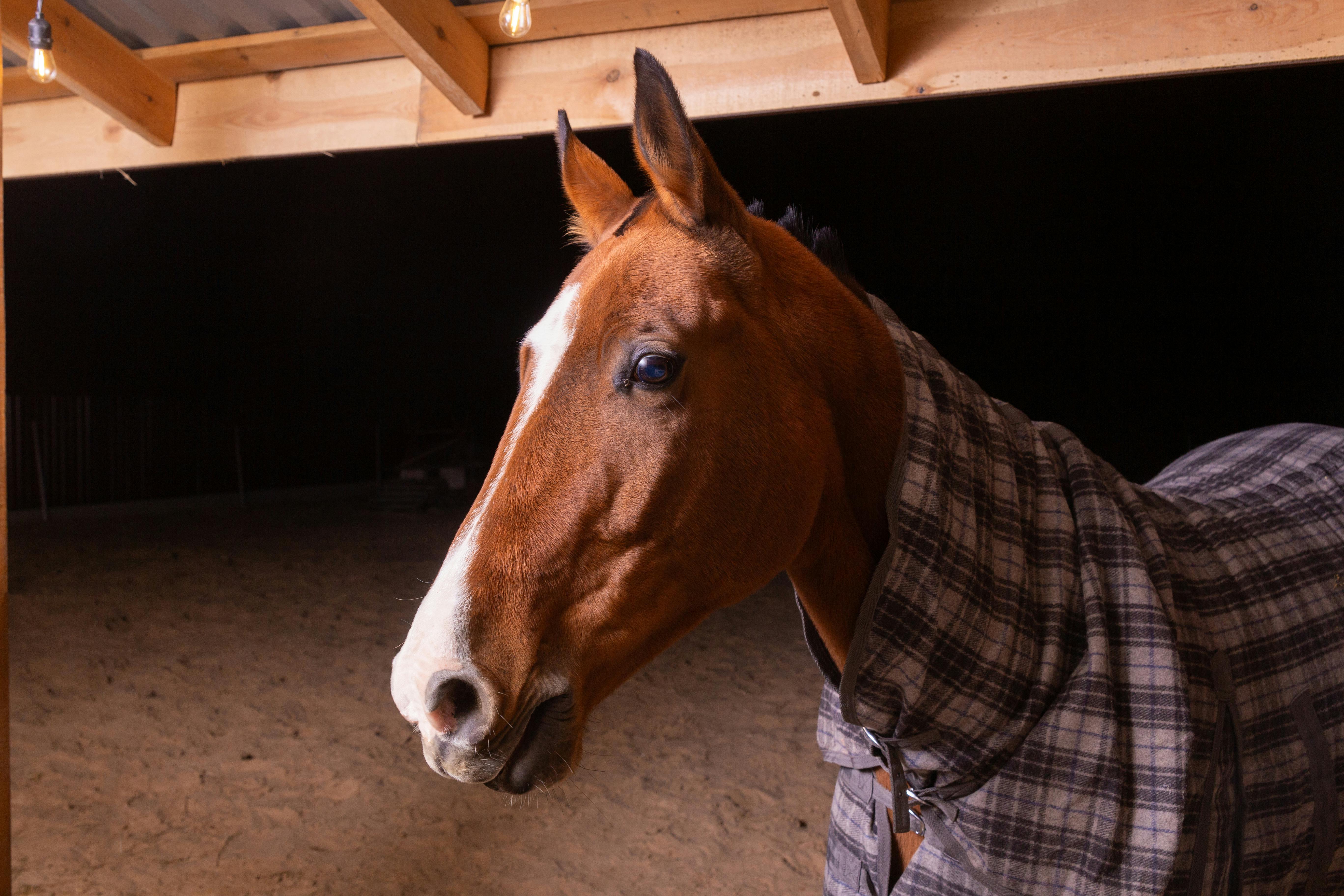 A horse wearing a plaid blanket stands in a well-lit stable at night.