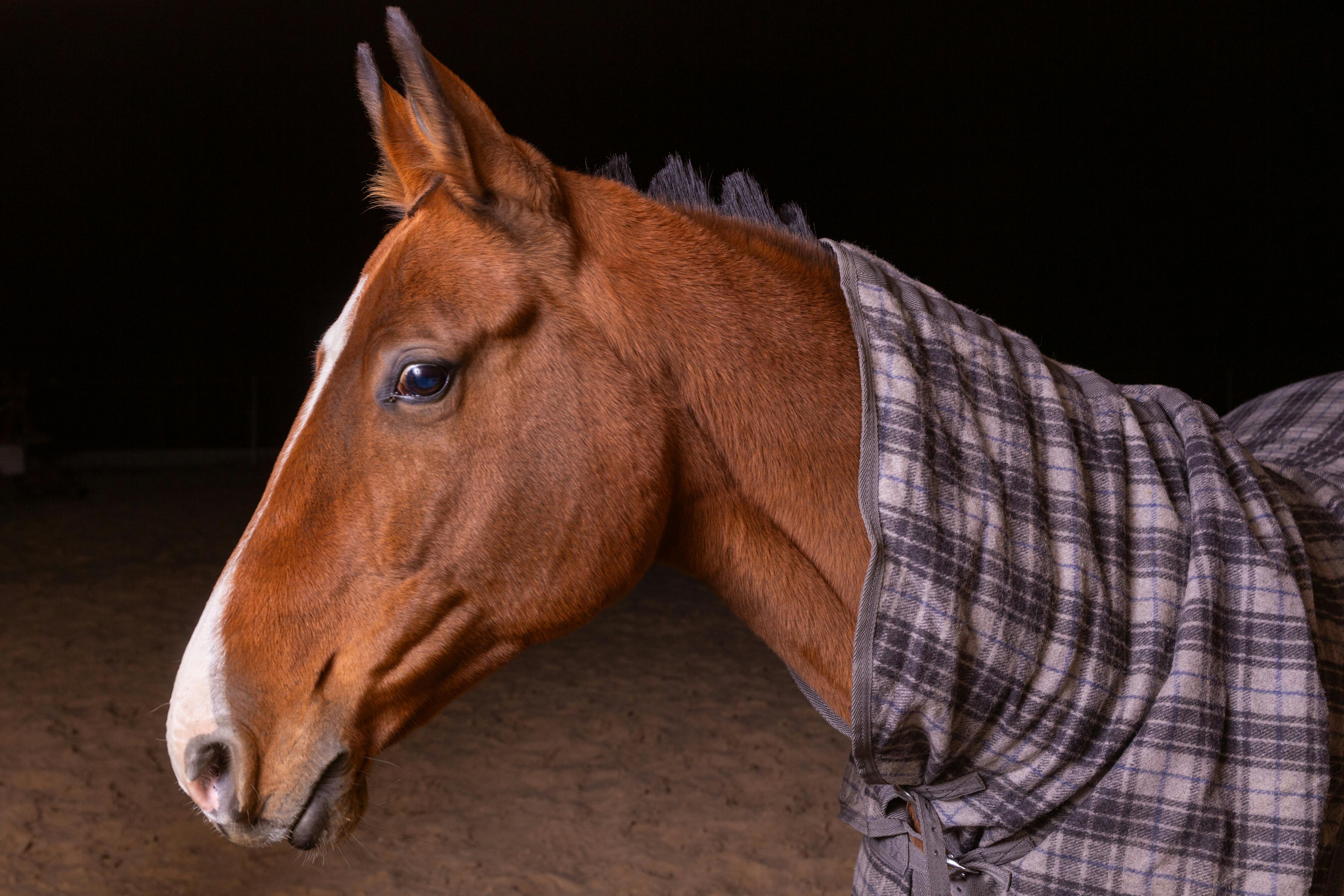 What Is A Horse Blanket?