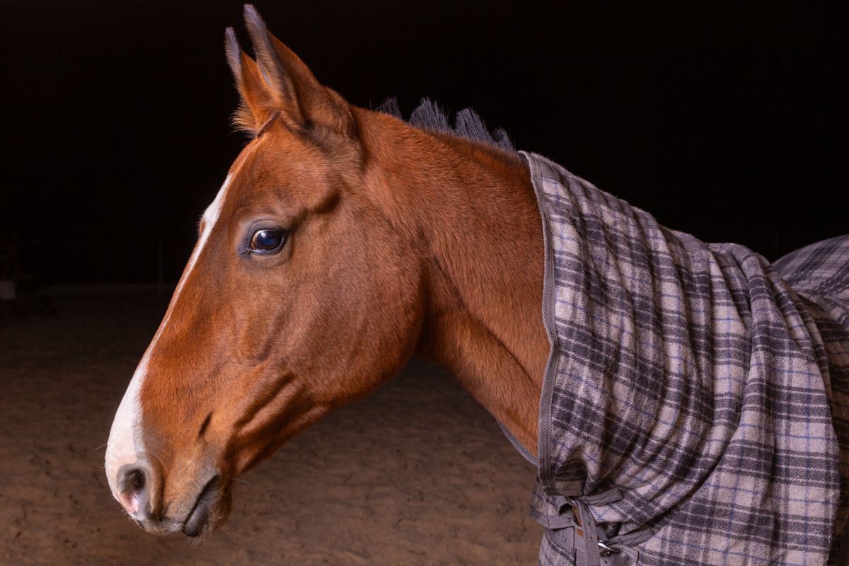 Couverture cheval : comment choisir ? - Les critères techniques : grammage, deniers et imperméabilité