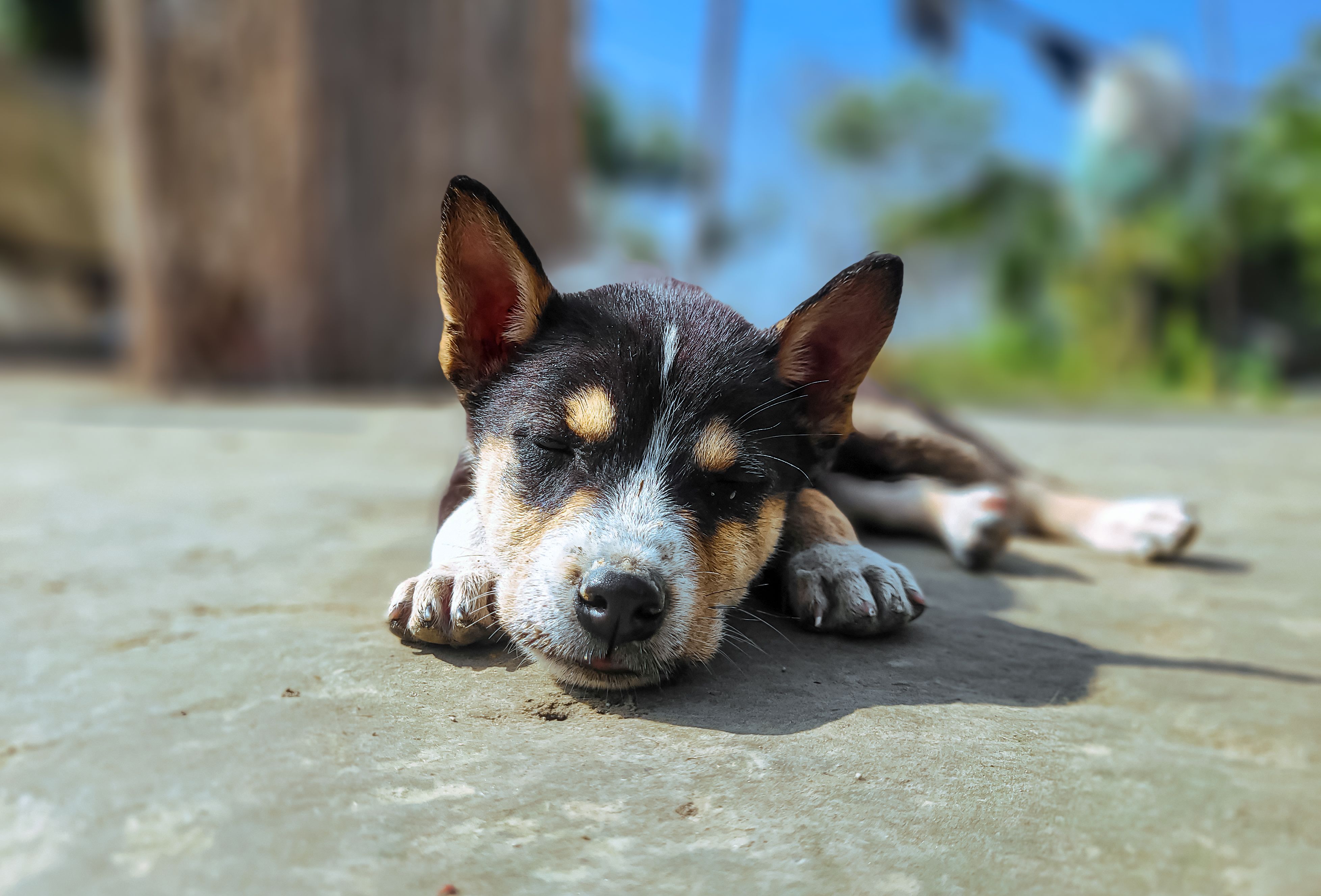 Adorable Puppy Sleeping Outdoors on Sunny Day · Free Stock Photo