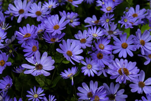 Purple Petaled Flowers