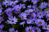 夏季特写镜头中盛开的充满活力的紫色雏菊