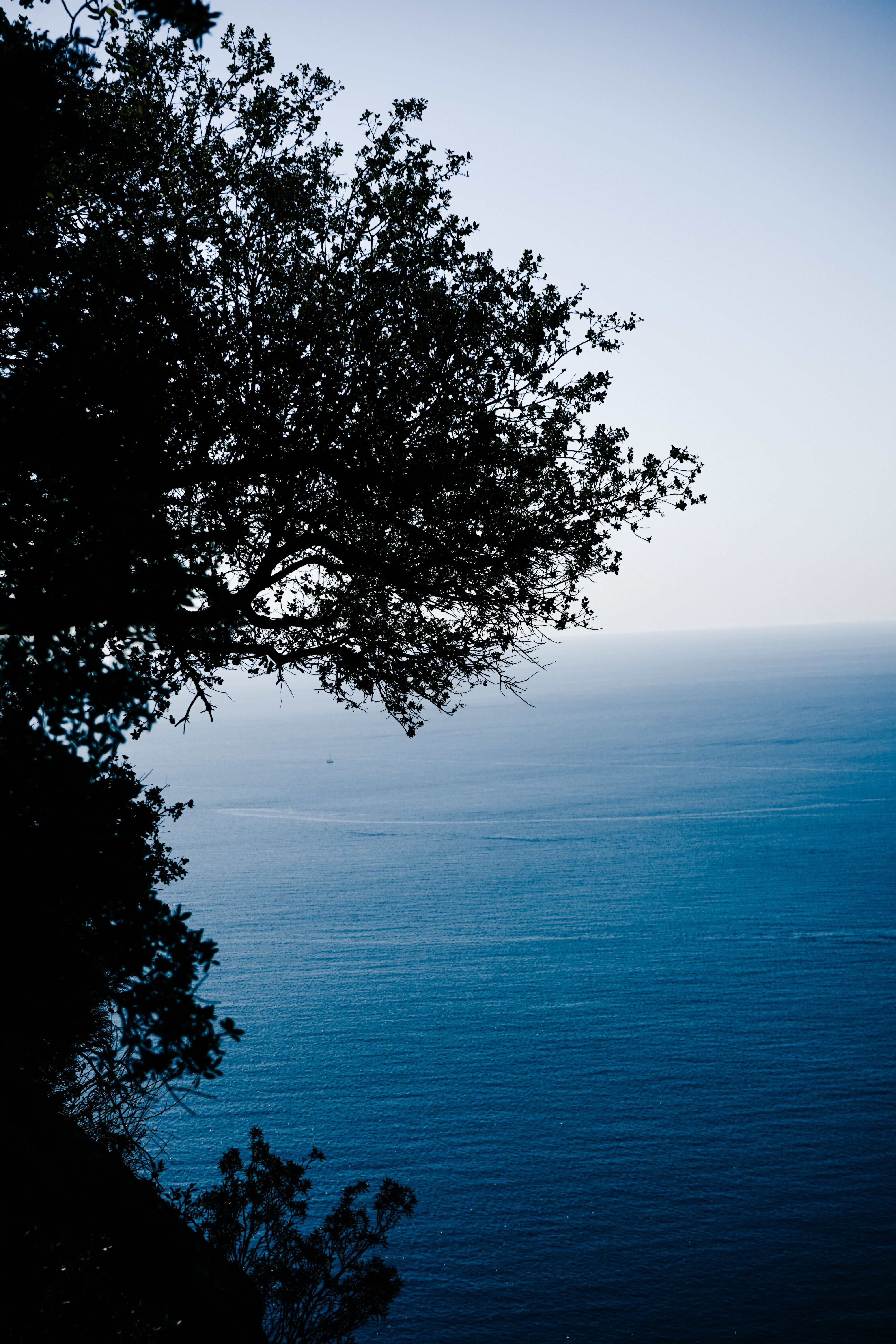 Serene Ocean View with Silhouetted Tree · Free Stock Photo