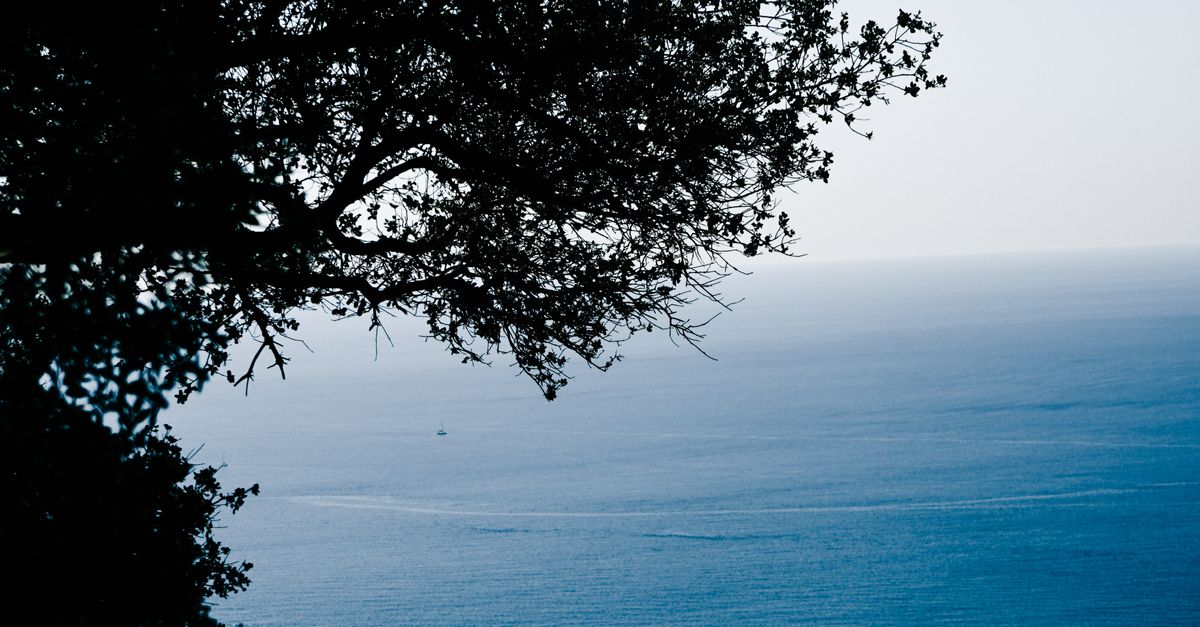 Ocean Treeview Serene Ocean View with Silhouetted Tree · Free Stock Photo