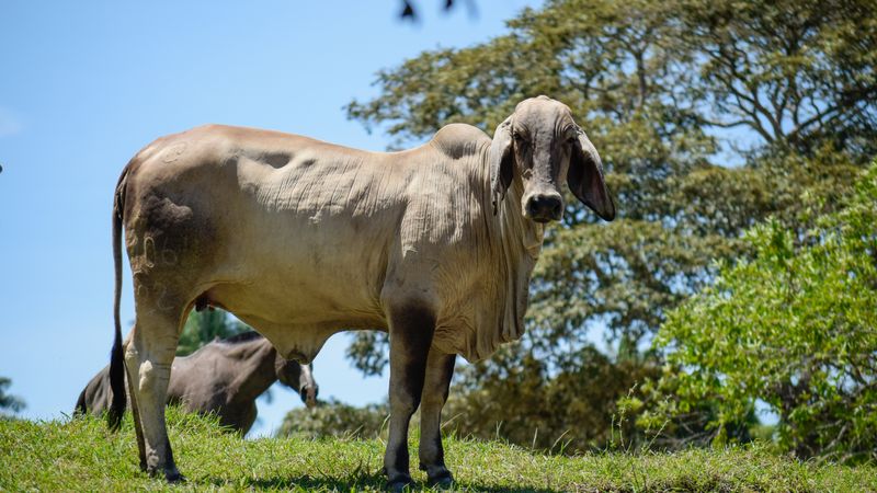 Clima Favorável Impulsiona Soja no Brasil, Diz Conab