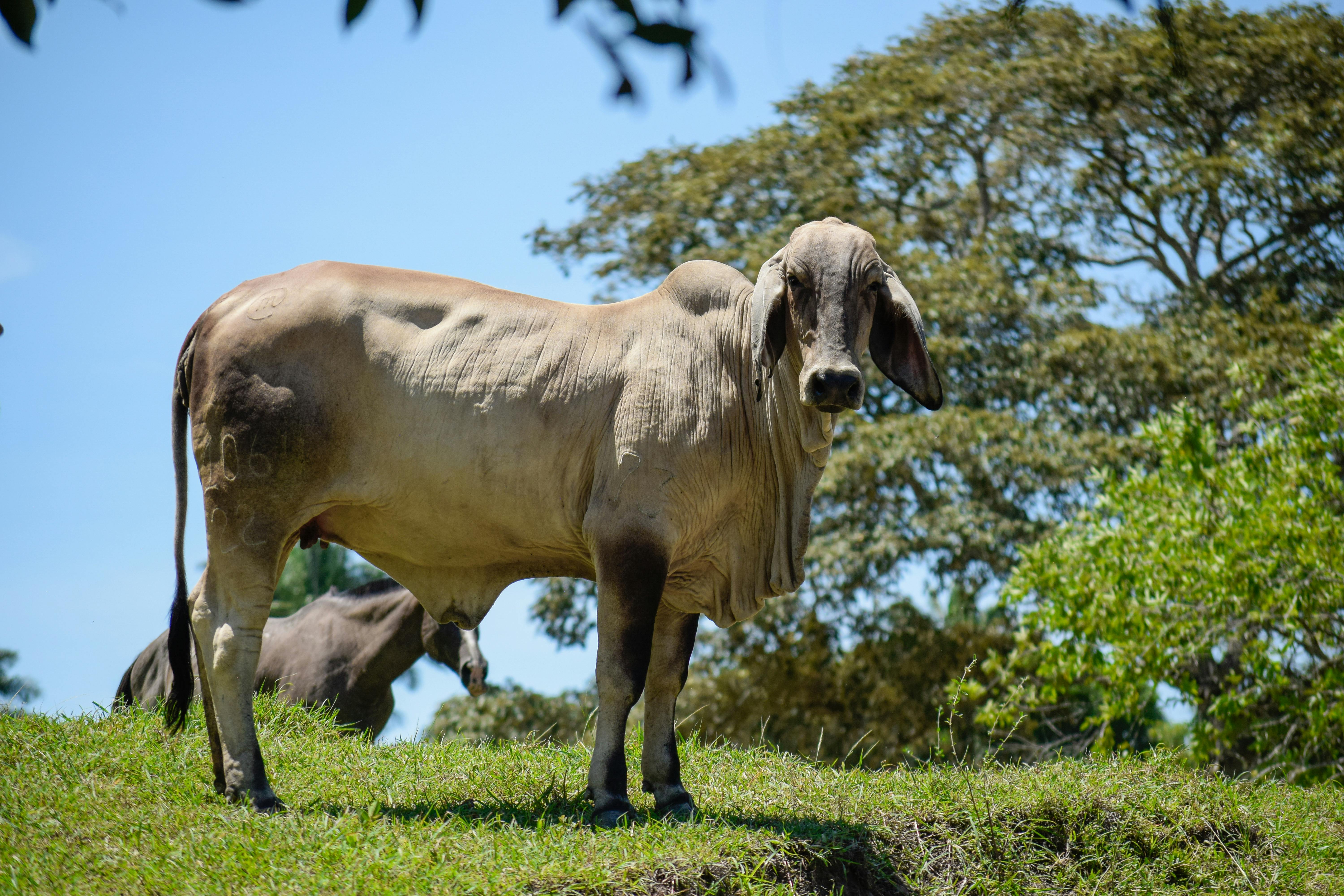 free-photo-of-brahman-cattle-grazing-in-colombian-pasture.jpeg?auto\u003dcompress\u0026cs\u003dtinysrgb\u0026dpr\u003d1\u0026w\u003d500