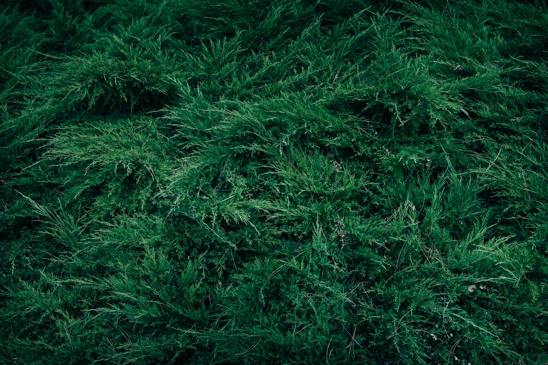 Close-up of lush green juniper shrub providing a vibrant natural background texture.