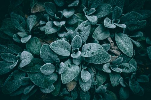 Free Detailed close-up of wet Lamb's Ear leaves showcasing texture and freshness. Stock Photo