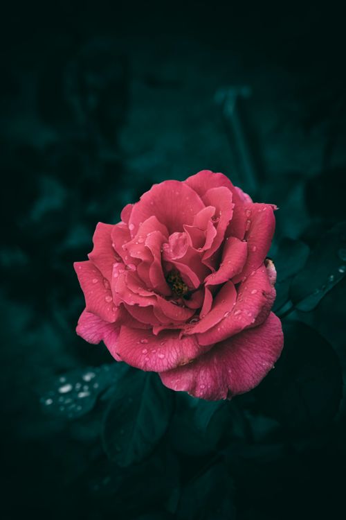 Free Close-up of a blooming pink rose with dew drops against a dark background, capturing nature's beauty. Stock Photo