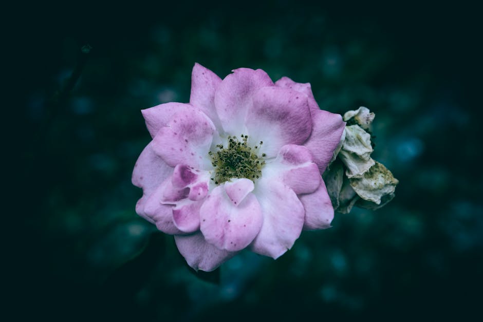 super green black rose
