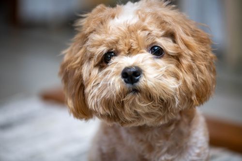 Free Close-up portrait of a cute fluffy Poodle with curious eyes indoors. Stock Photo