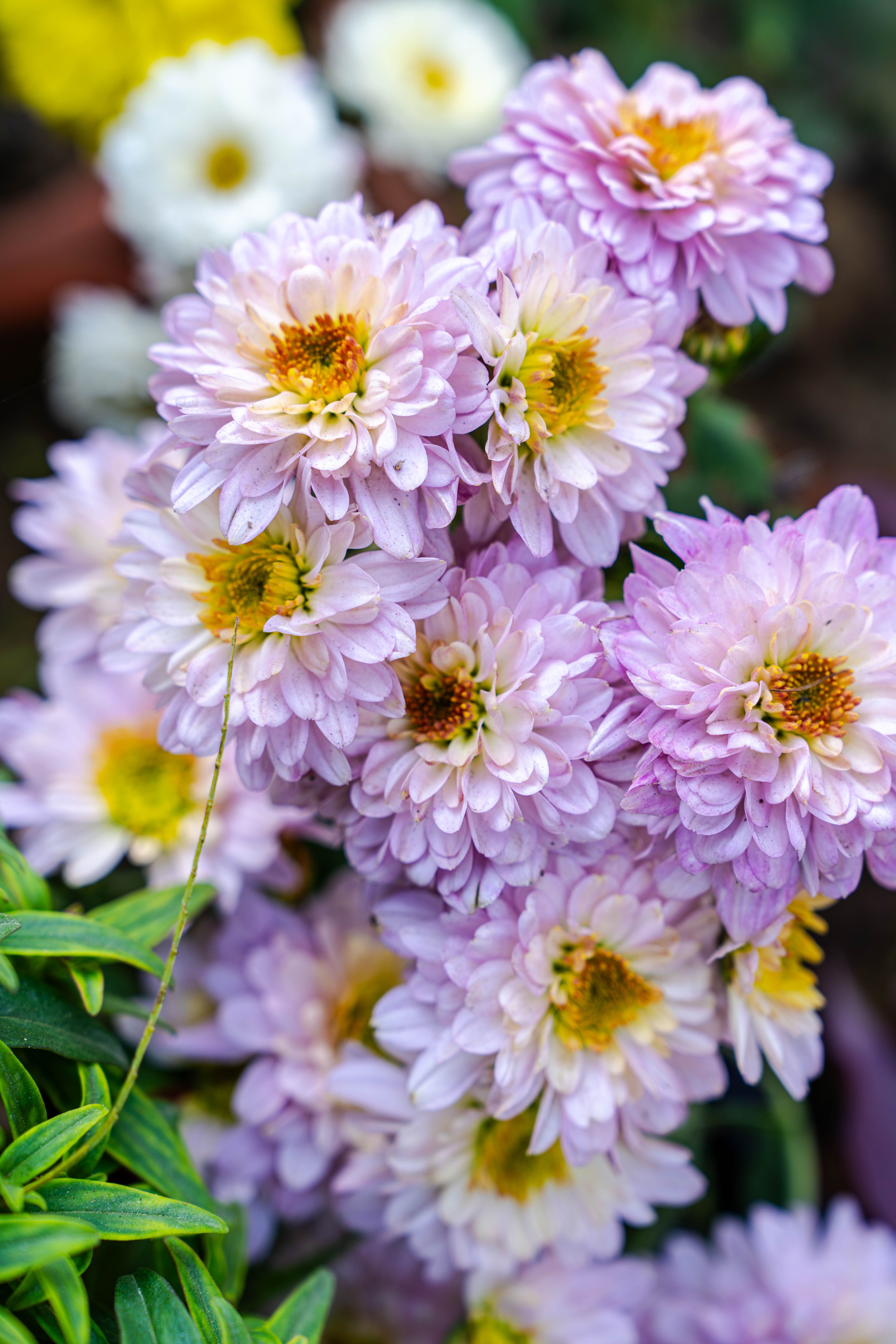 [ColoSach]-close-up-of-delicate-lilac-chrysanthemums-in-full-bloom-with-blurred-background,-showcasing-natural-beauty.
