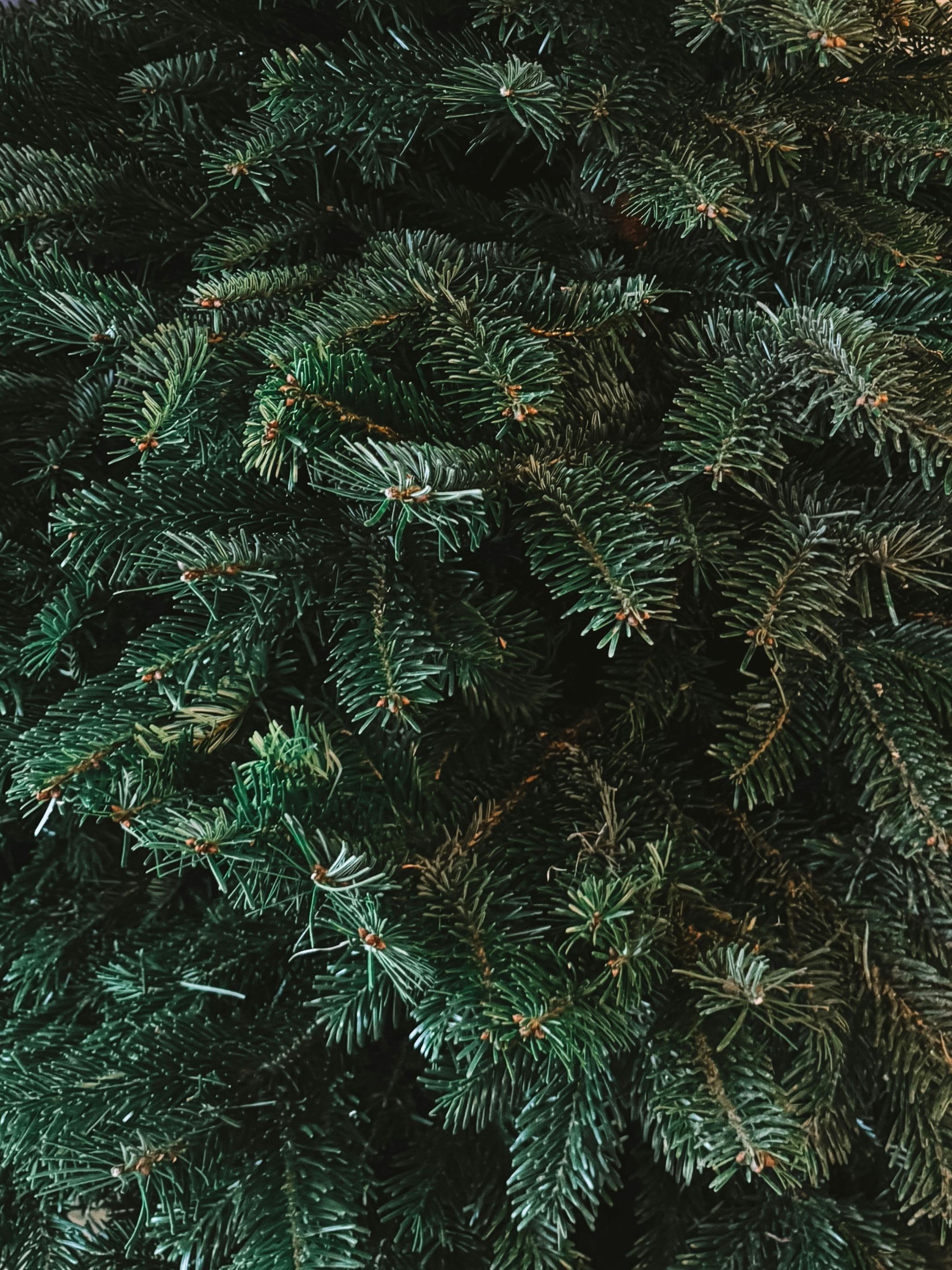 close up of evergreen christmas tree foliage