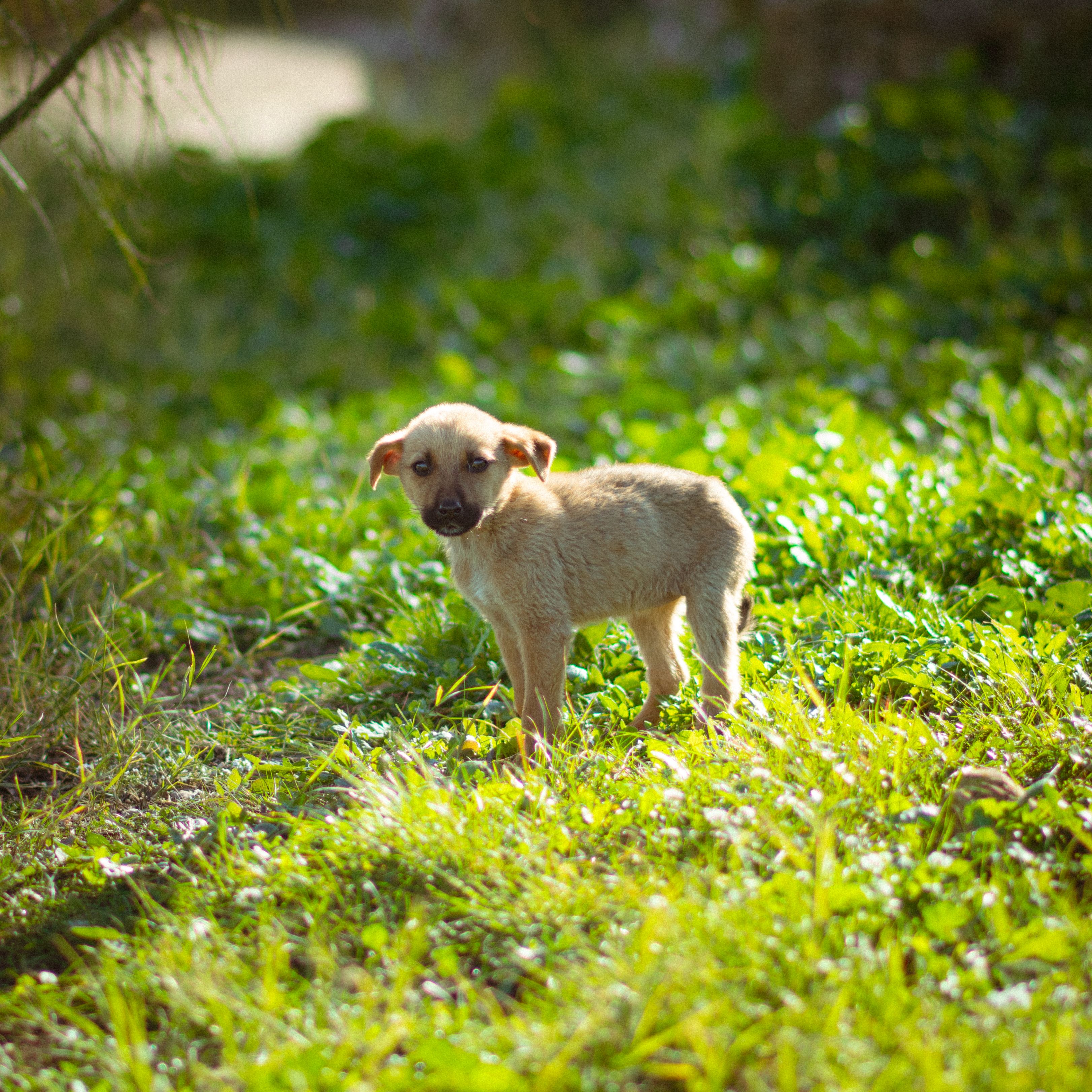 Adorable Puppy in Sunlit Green Meadow · Free Stock Photo